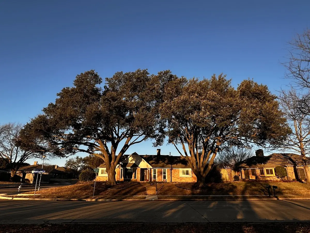 Established residential canopy tree shading a home in Saunemin
